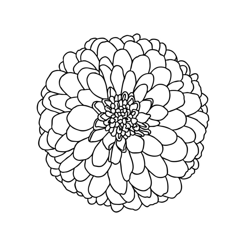 Line drawing chrysanthemum flower isolated on white background. Decorative element for tattoo, greeting card, wedding invitation, coloring book. Hand drawn sketch vector