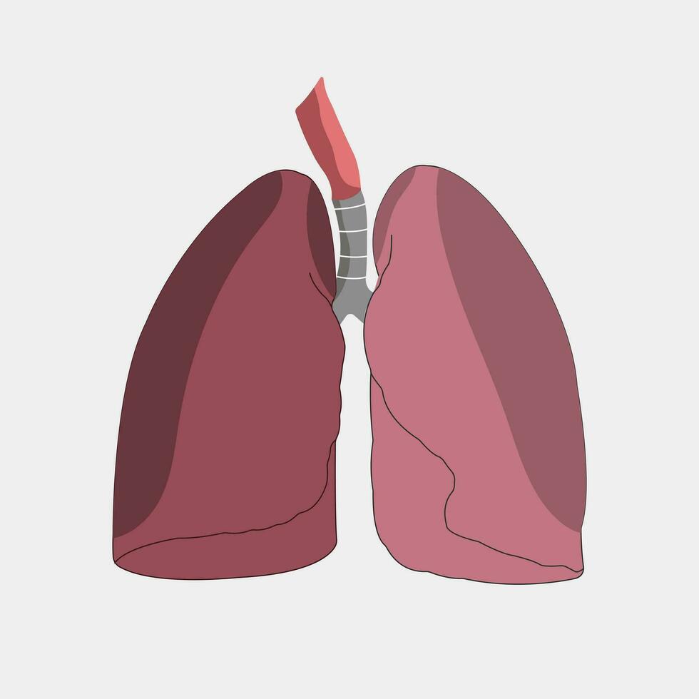 Lungs, internal human organs Pictures of teaching media vector