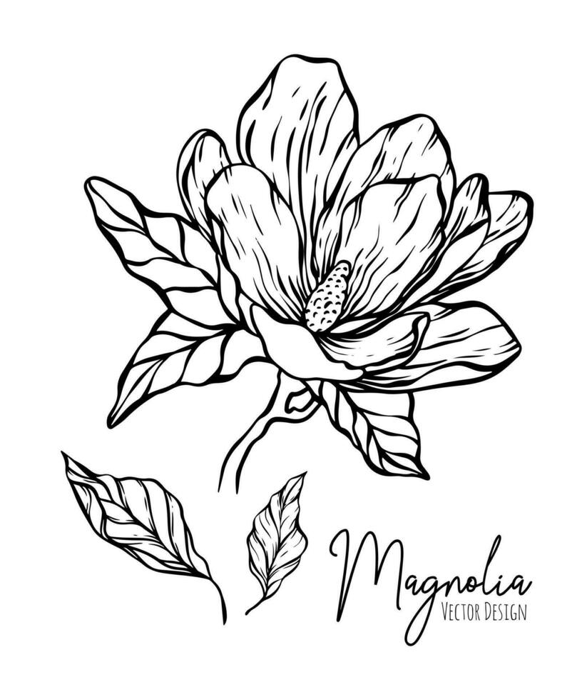 magnolia flor línea ilustración colocar. dibujado a mano contorno contorno de Boda hierba, elegante hojas para invitación salvar el fecha tarjeta. botánico de moda verdor vector colección para web, imprimir, carteles