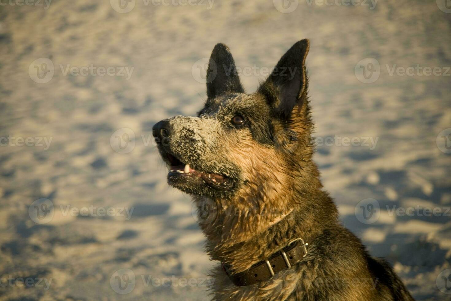 German shepherd on the beach photo