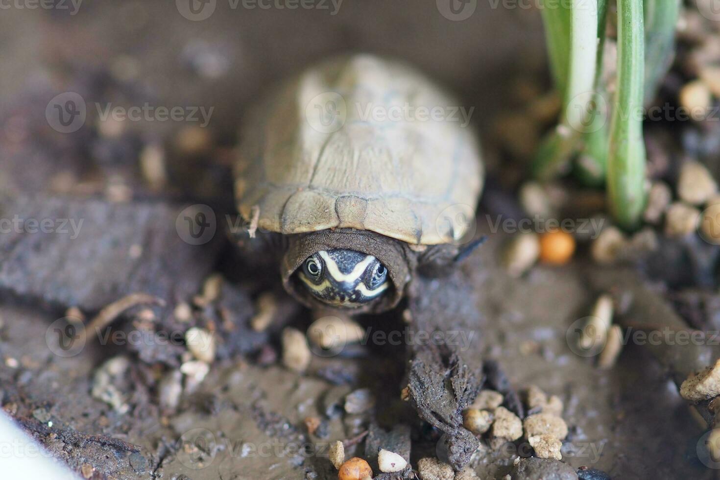 Close up is baby freshwater turtle at Thailand photo