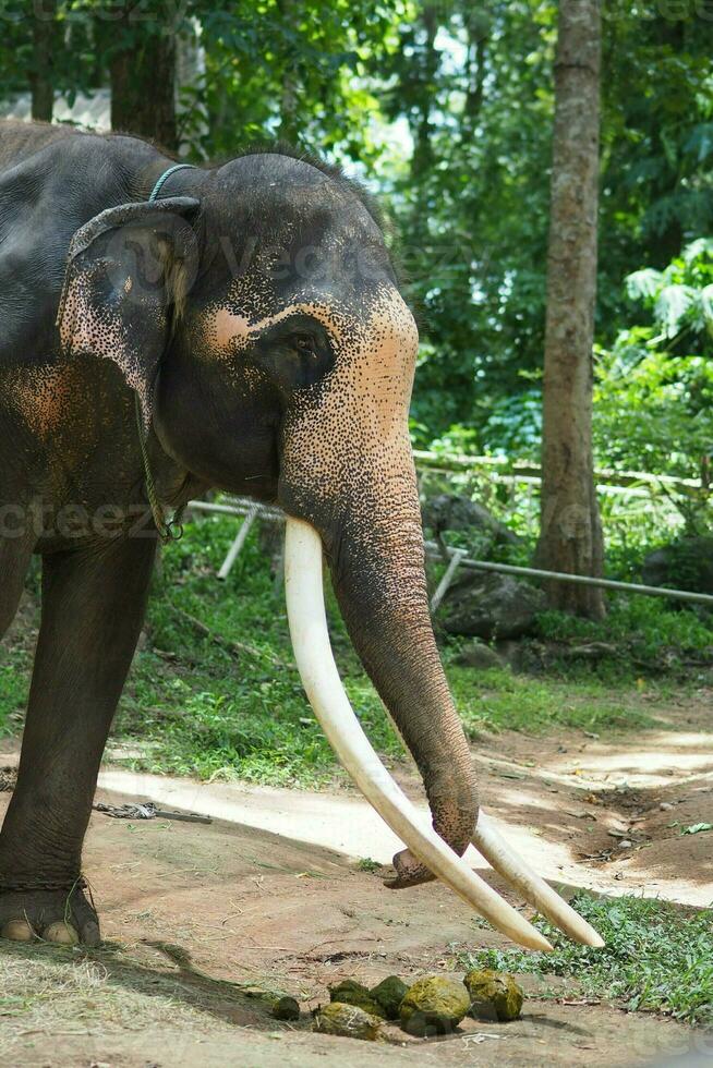 Elephants at the Thai Elephant Conservation Center photo