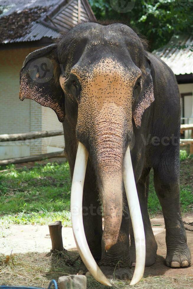 Elephants at the Thai Elephant Conservation Center photo