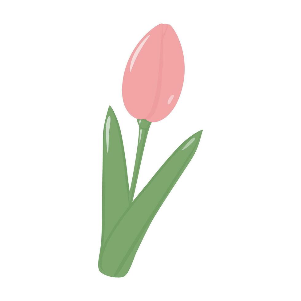 Isolated blooming soft pink tulip flower for bouquet in trendy shades. Hello Spring. Sticker. Icon. vector
