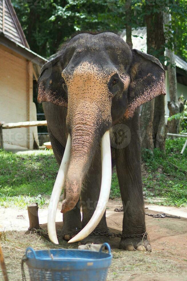 Elephants at the Thai Elephant Conservation Center photo