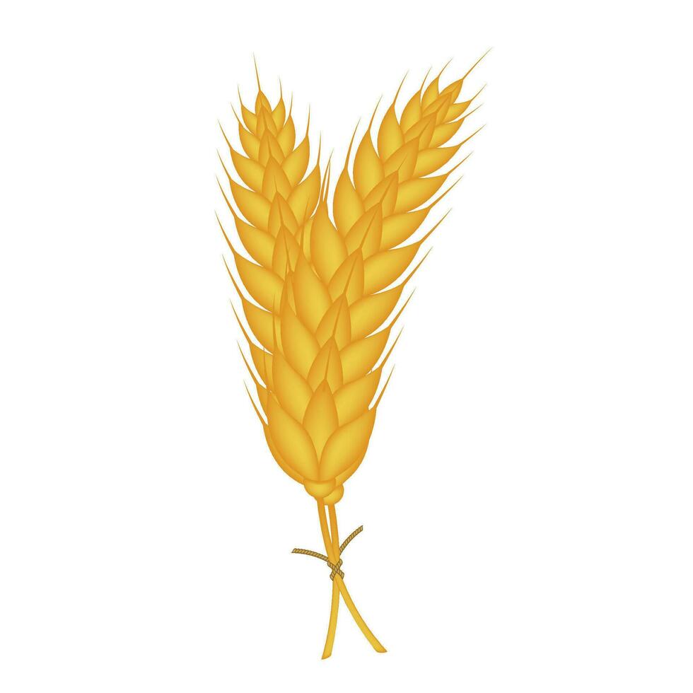 2 Vector realistic wheat composition on white
