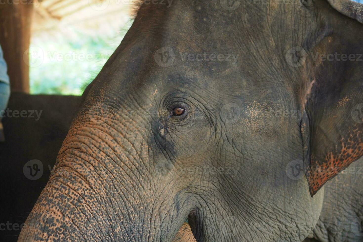 Elephants at the Thai Elephant Conservation Center photo
