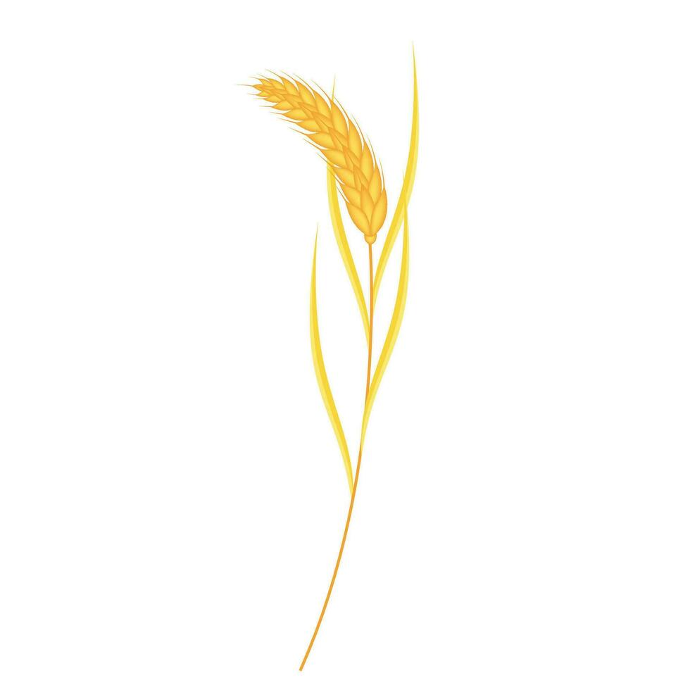Vector realistic wheat composition on white
