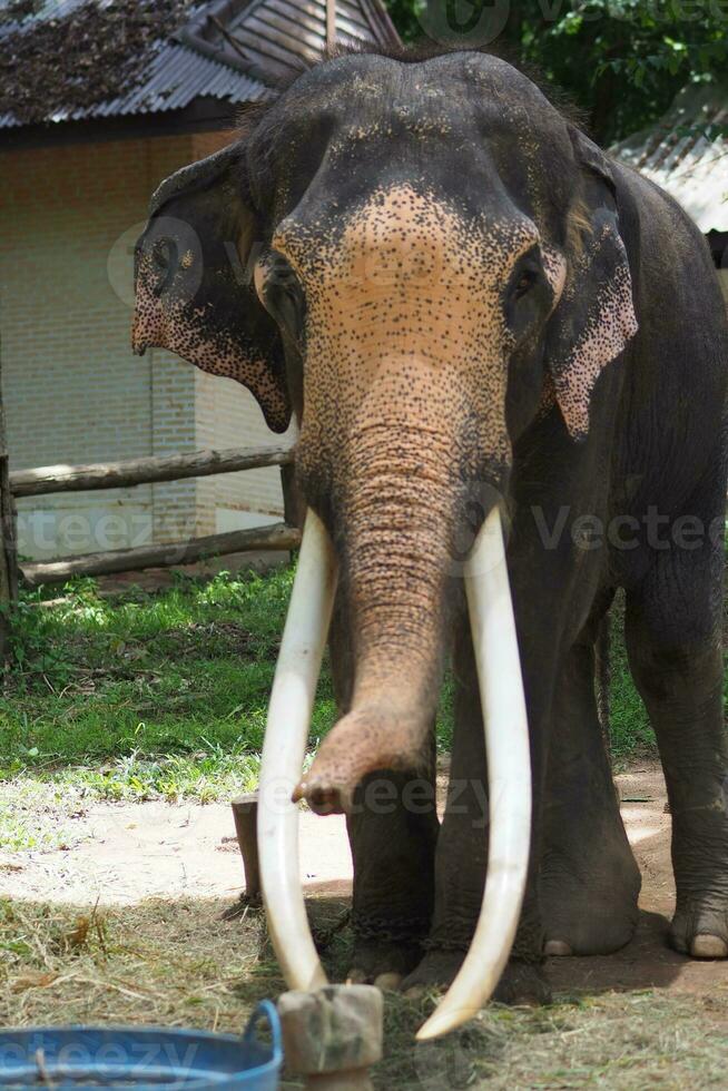 Elephants at the Thai Elephant Conservation Center photo