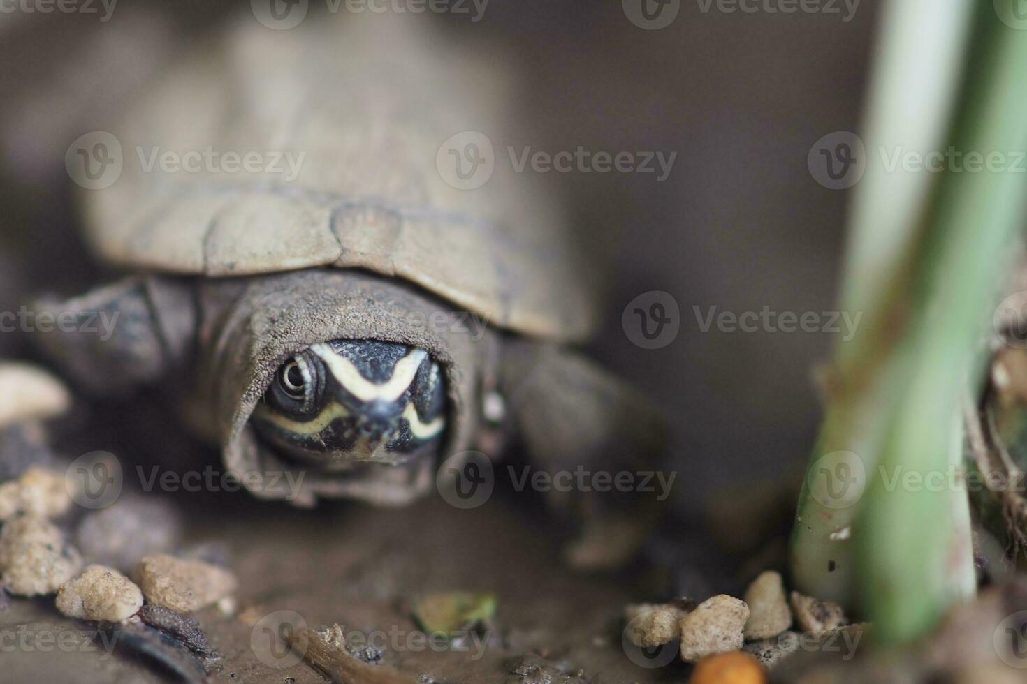 Close up is baby freshwater turtle at Thailand photo