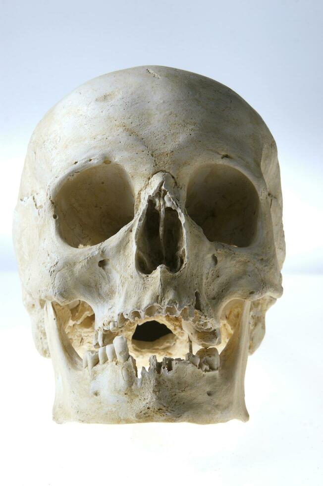 The human skull photo