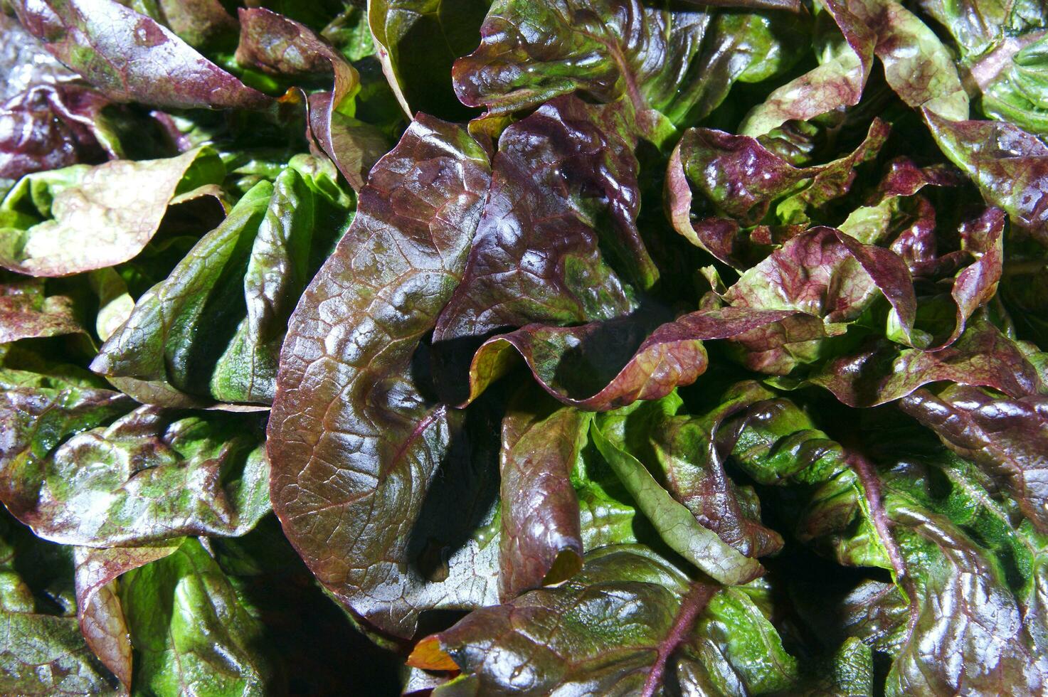 a close up of a bunch of lettuce photo
