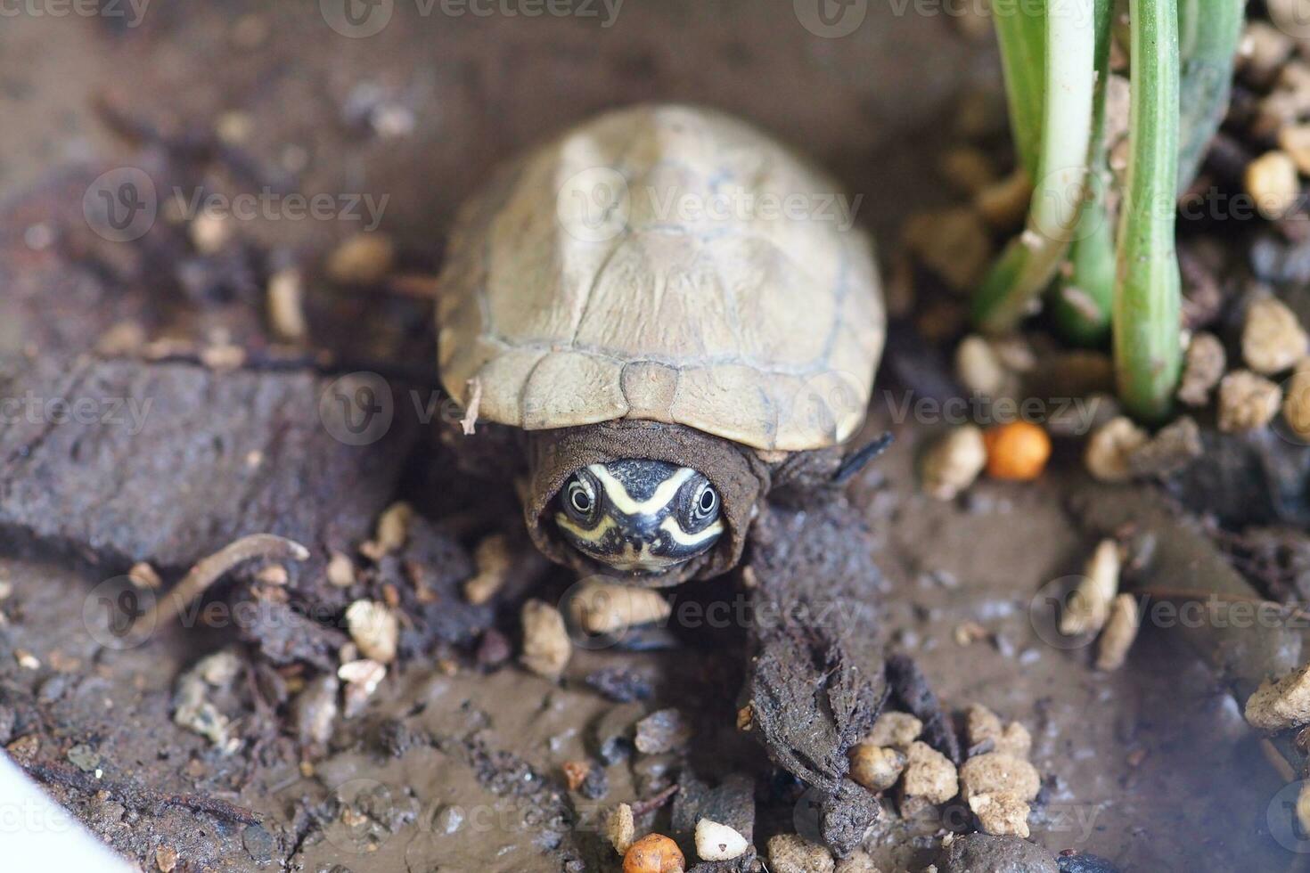 Close up is baby freshwater turtle at Thailand photo