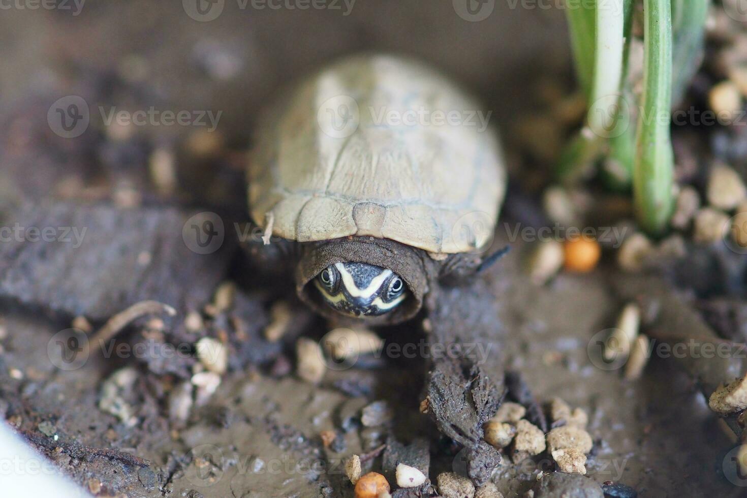 Close up is baby freshwater turtle at Thailand photo