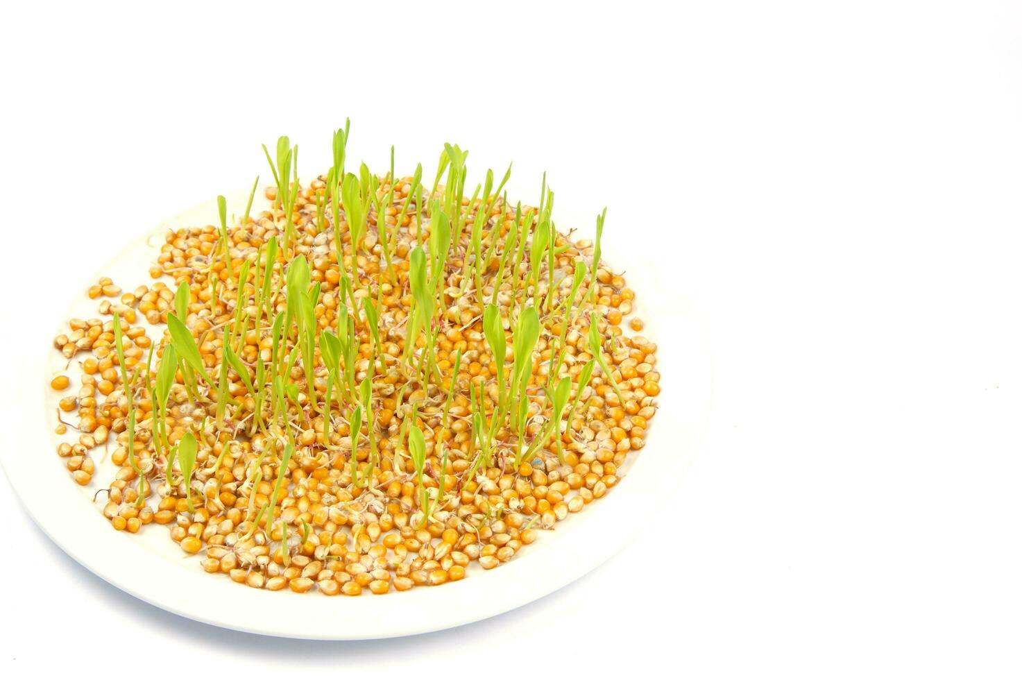 a close up of a bunch of corn sprouts photo