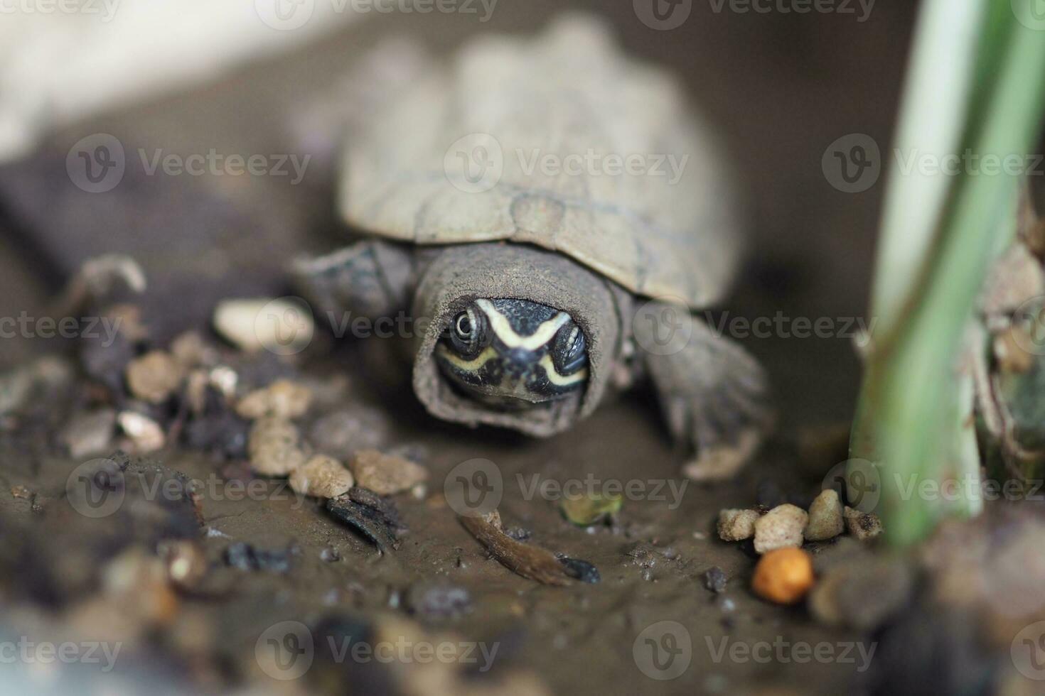 Close up is baby freshwater turtle at Thailand photo