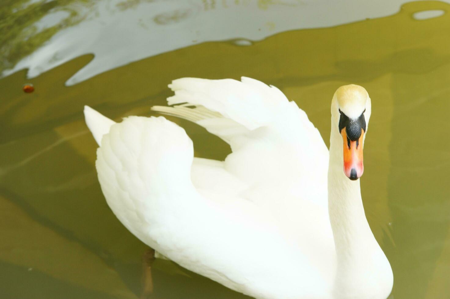 a white swan is floating in a pond photo