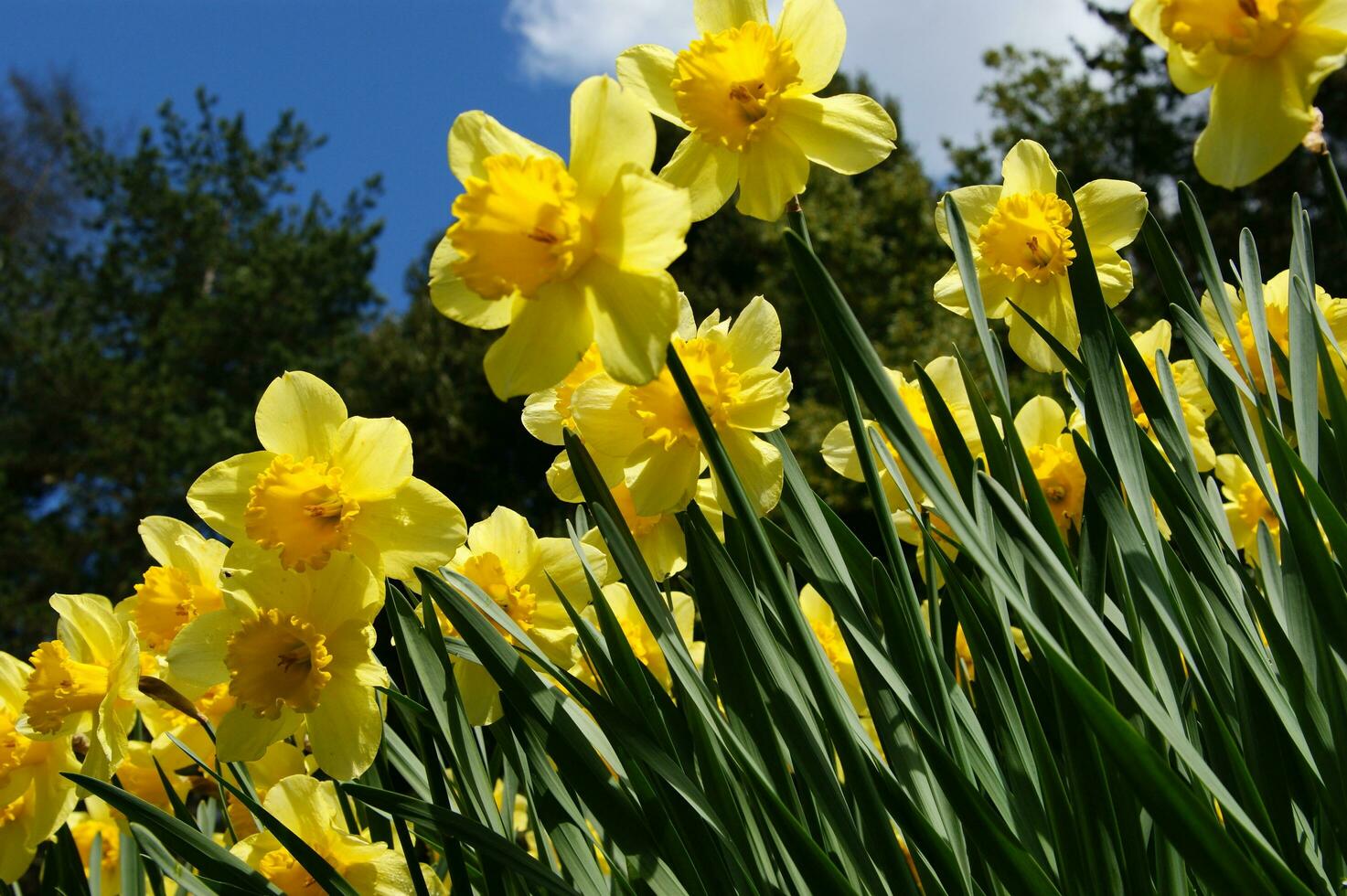 a field of yellow daffodils in the middle of a grassy field photo