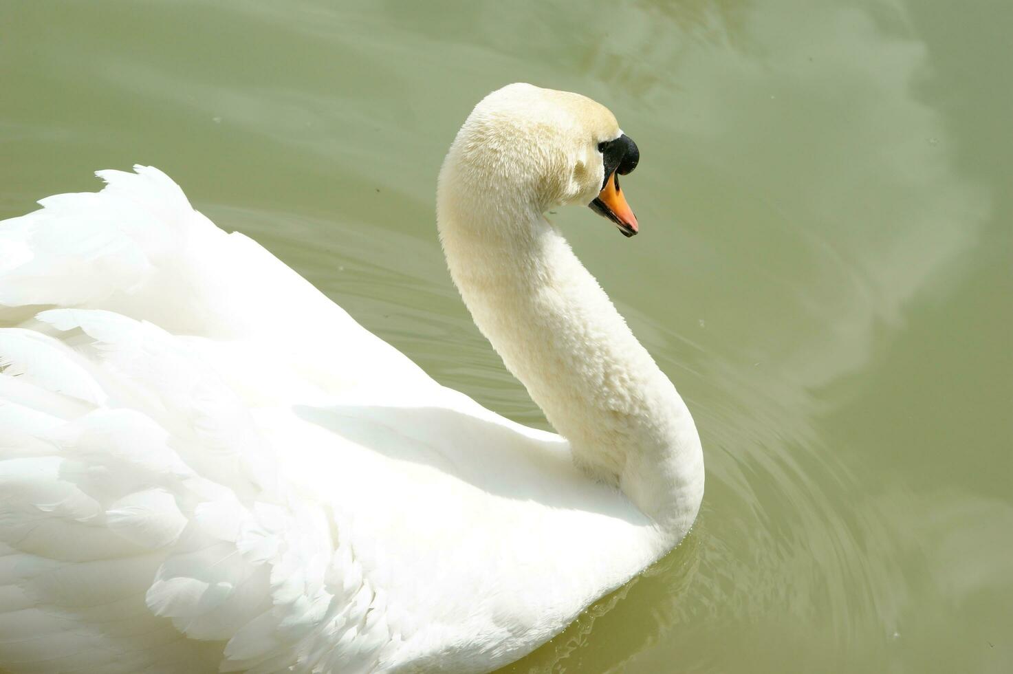 a white swan is floating in a pond photo