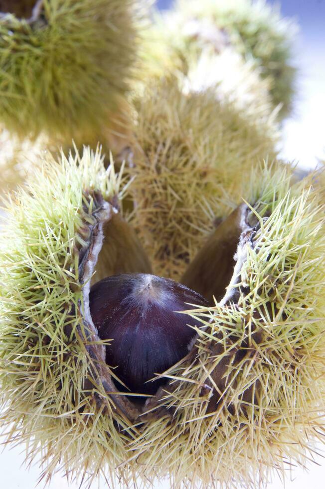 a group of chestnuts on a white background photo