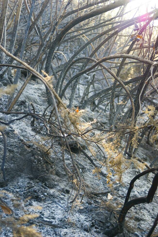 the remains of a forest after the fire photo