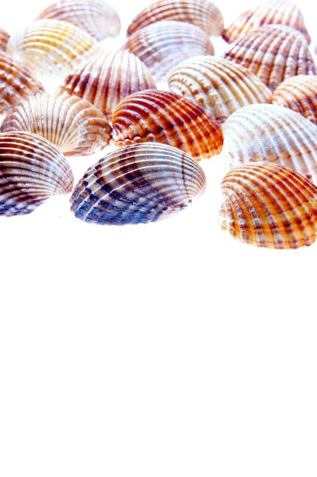 sea shells isolated on white background photo