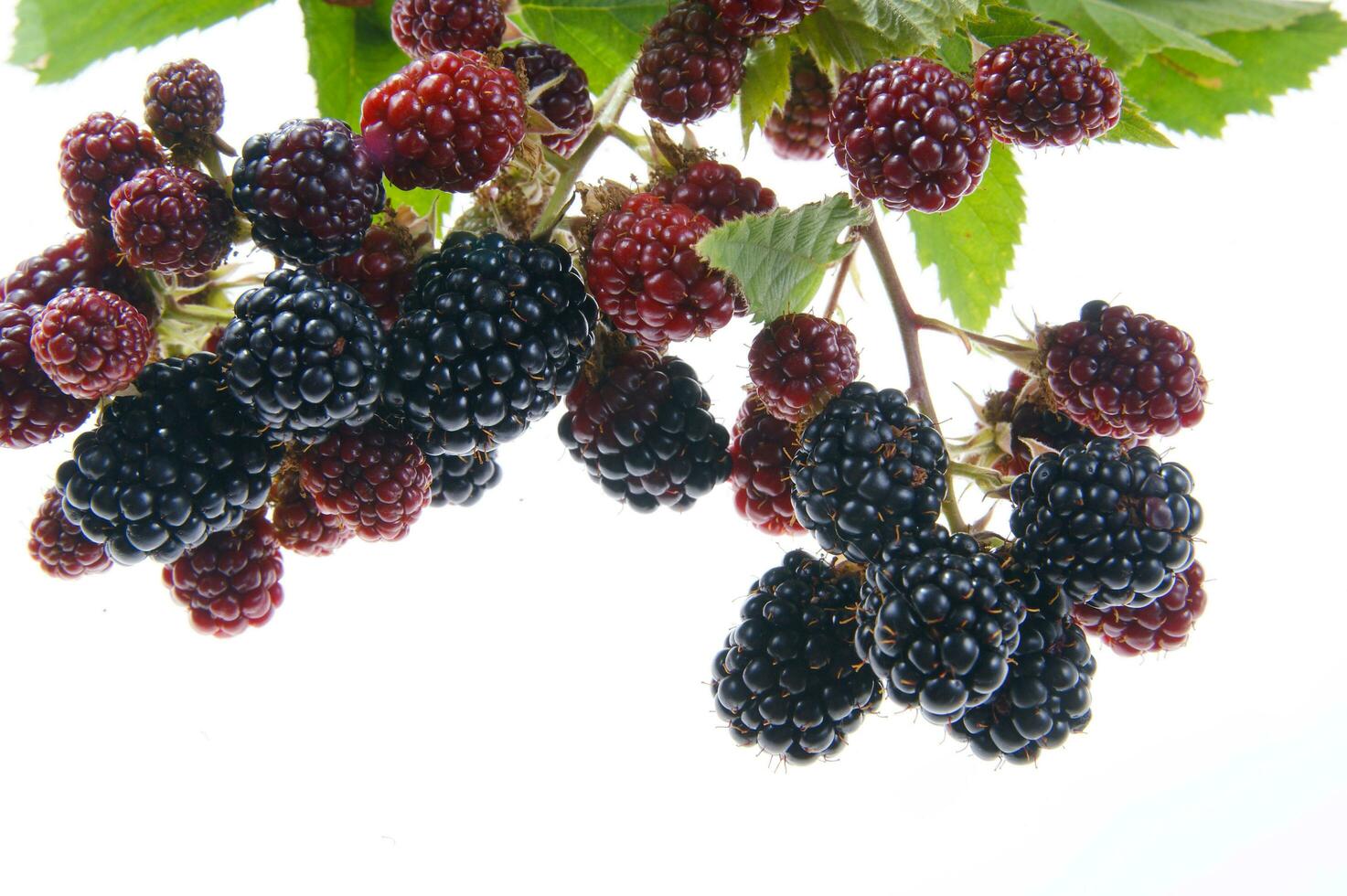 a bunch of blackberries on a branch photo