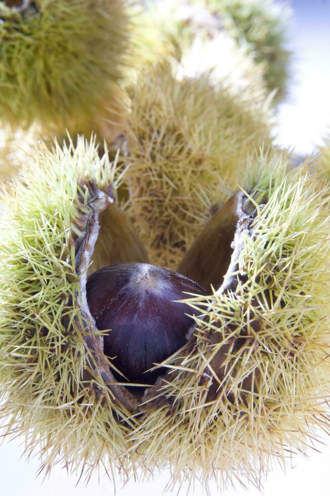 a group of chestnuts on a white background photo