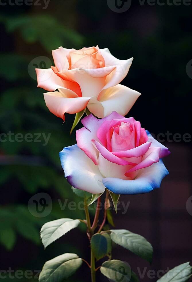 Beautiful two color roses, beautiful flowers roses outdoors, AI Generative photo