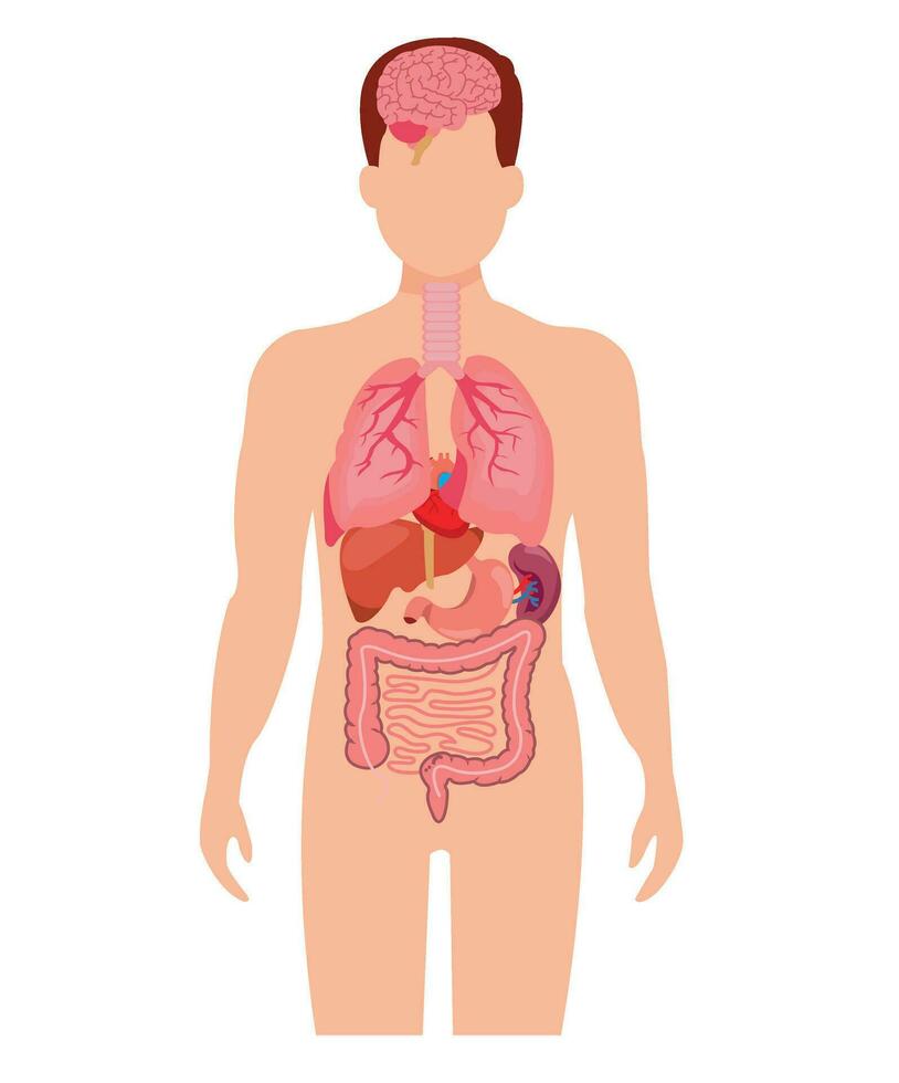 conjunto de órganos internos de anatomía humana con cerebro, pulmones, intestino, corazón, riñón, páncreas, bazo, hígado y estómago. ilustración vectorial aislada vector