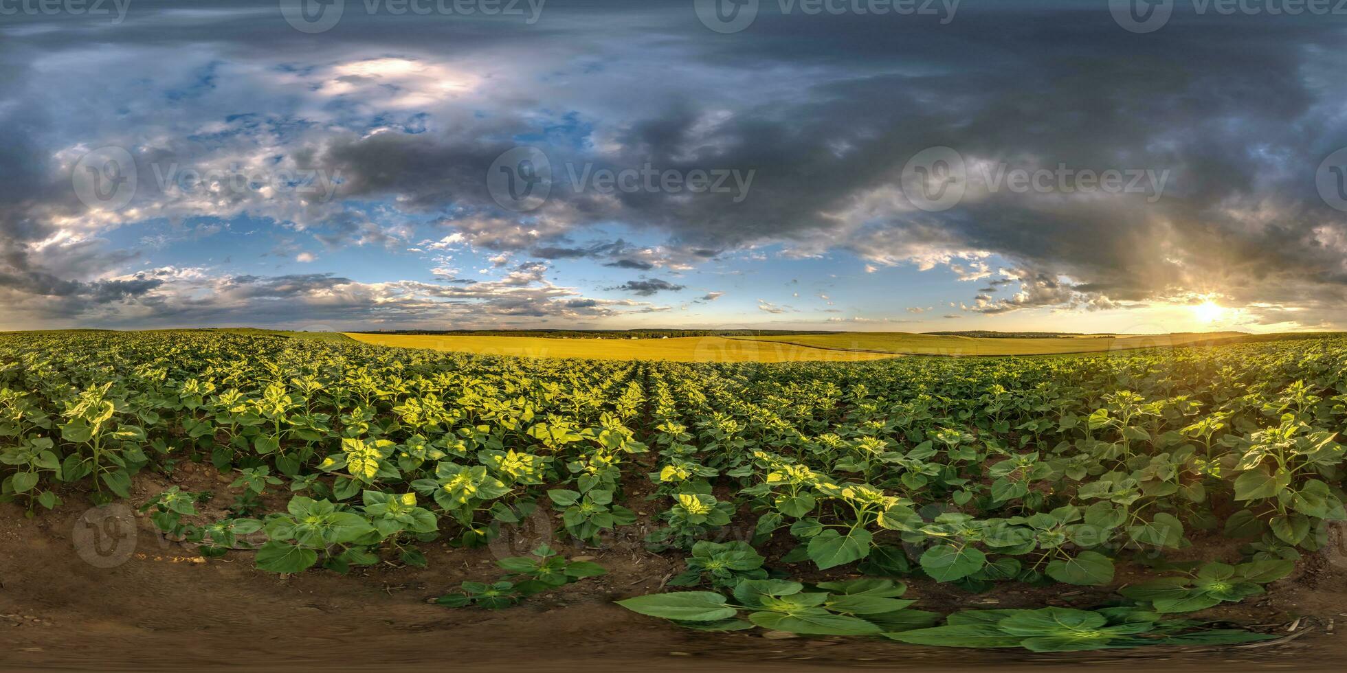 spherical 360 hdri panorama among farming field of young green sunflower with clouds on evening  sky before sunset in equirectangular seamless projection, as sky replacement photo