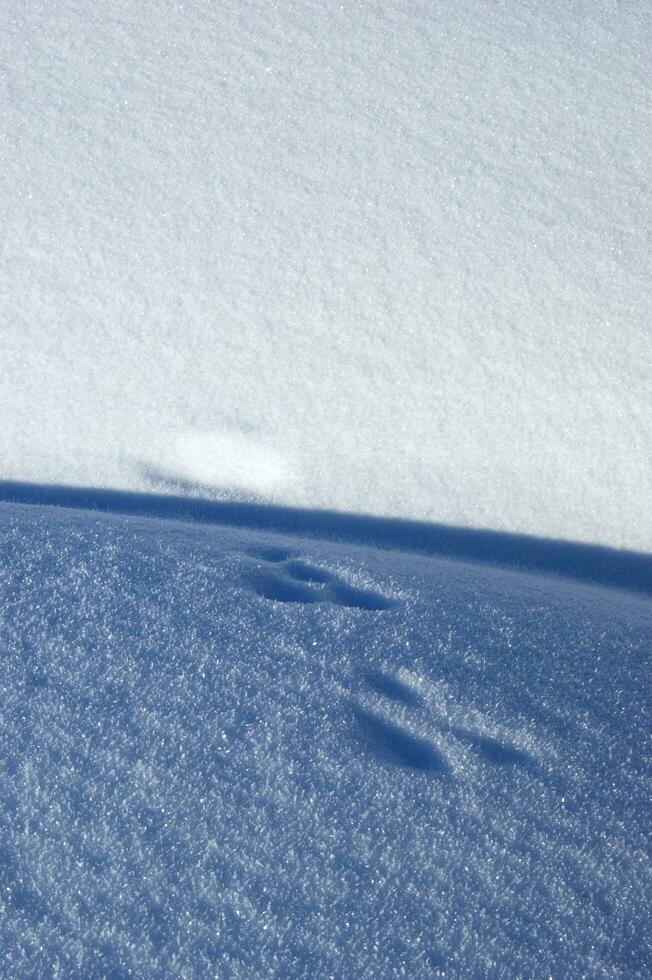 a close up of snow falling from the sky photo
