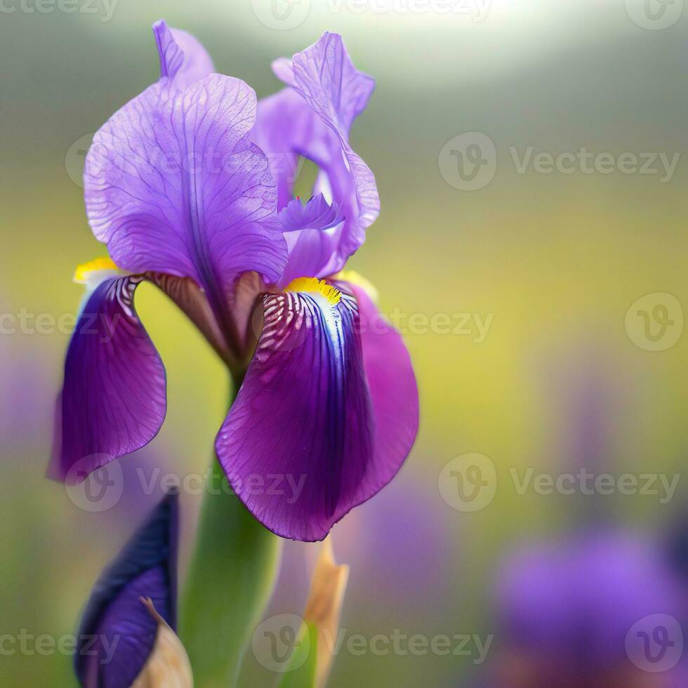 Zooming in on the unique 'beard' feature of the iris, a stunning micro detail ,AI Generated photo