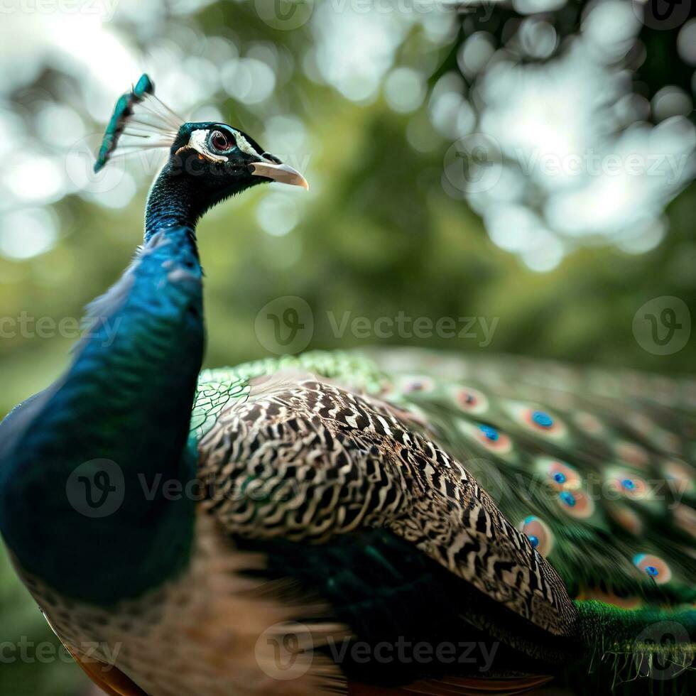 The peacock struts proudly, flaunting his resplendent tail feathers to impress ,AI Generated photo