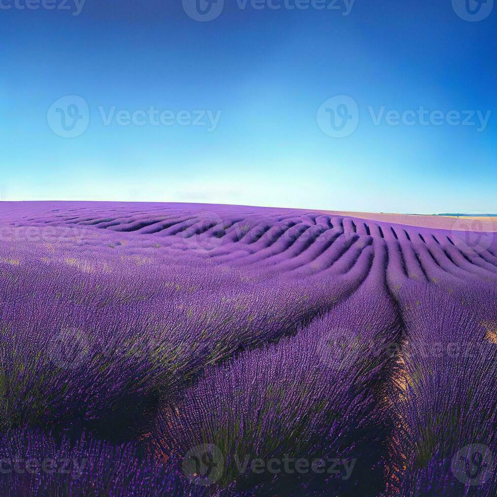 Lavender fields create a dreamlike landscape with their stunning purple hues ,AI Generated photo