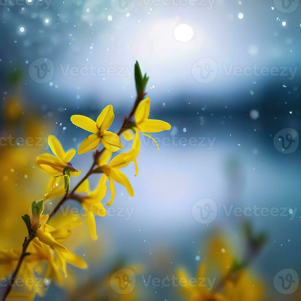 Forsythia blooms in a vibrant display of yellow amidst the rain ,AI Generated photo