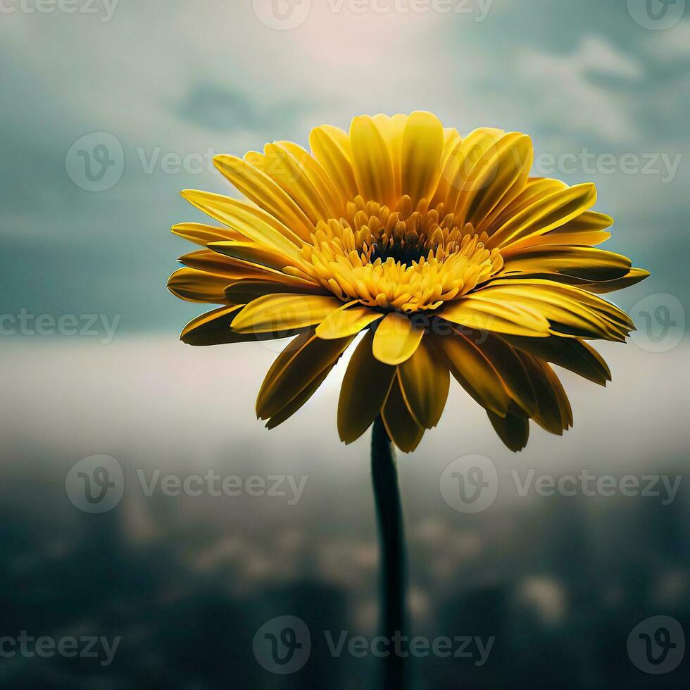 A Stunning View of the Barberton Daisy in Full Glory ,AI Generated photo