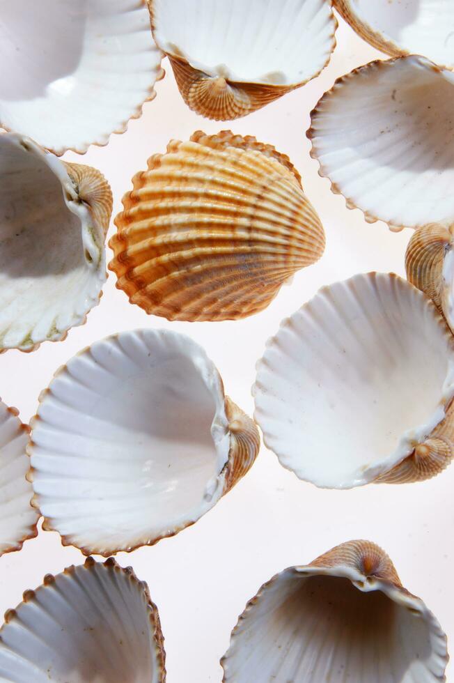 sea shells isolated on white background photo