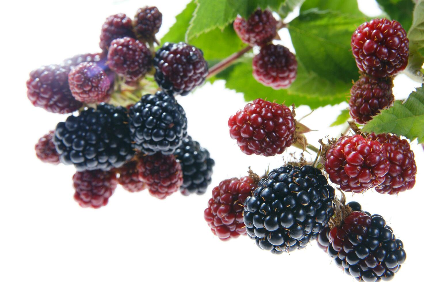 a bunch of blackberries on a branch photo