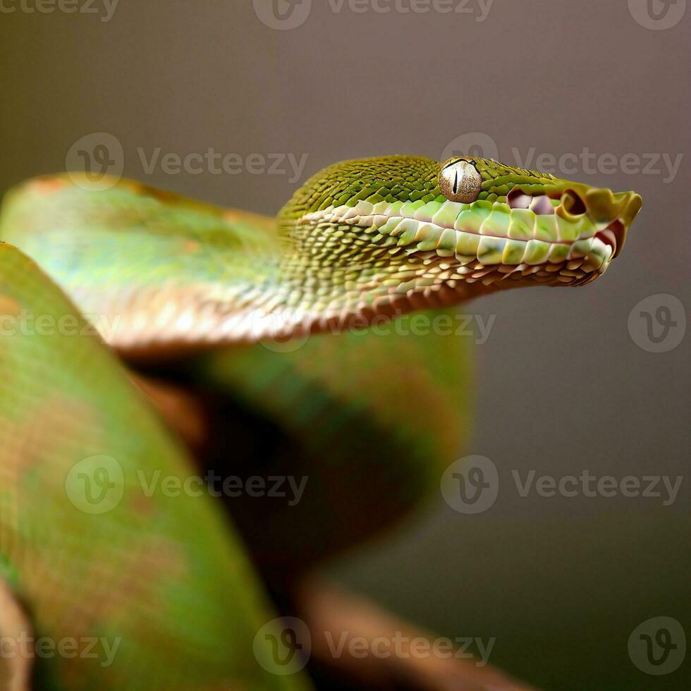 Reveling in the Delicate Scales and Lash-like Brows of the Viper ,AI Generated photo