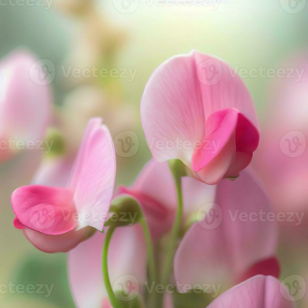 A close-up of a sweet pea Teresa Maureen reveals its delicate and enchanting petals ,AI Generated photo