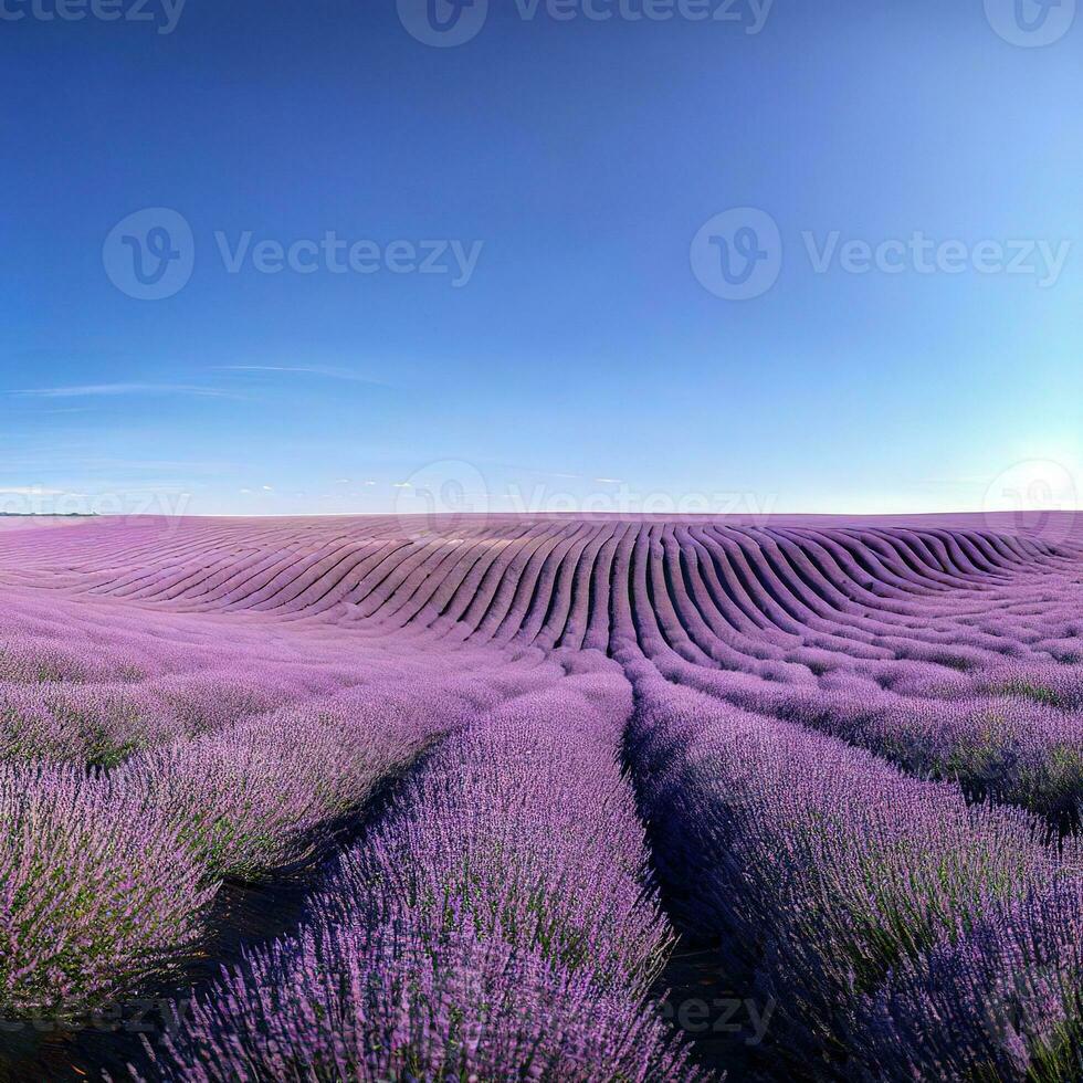 Lavender fields delight the senses with their enchanting fragrance ,AI Generated photo