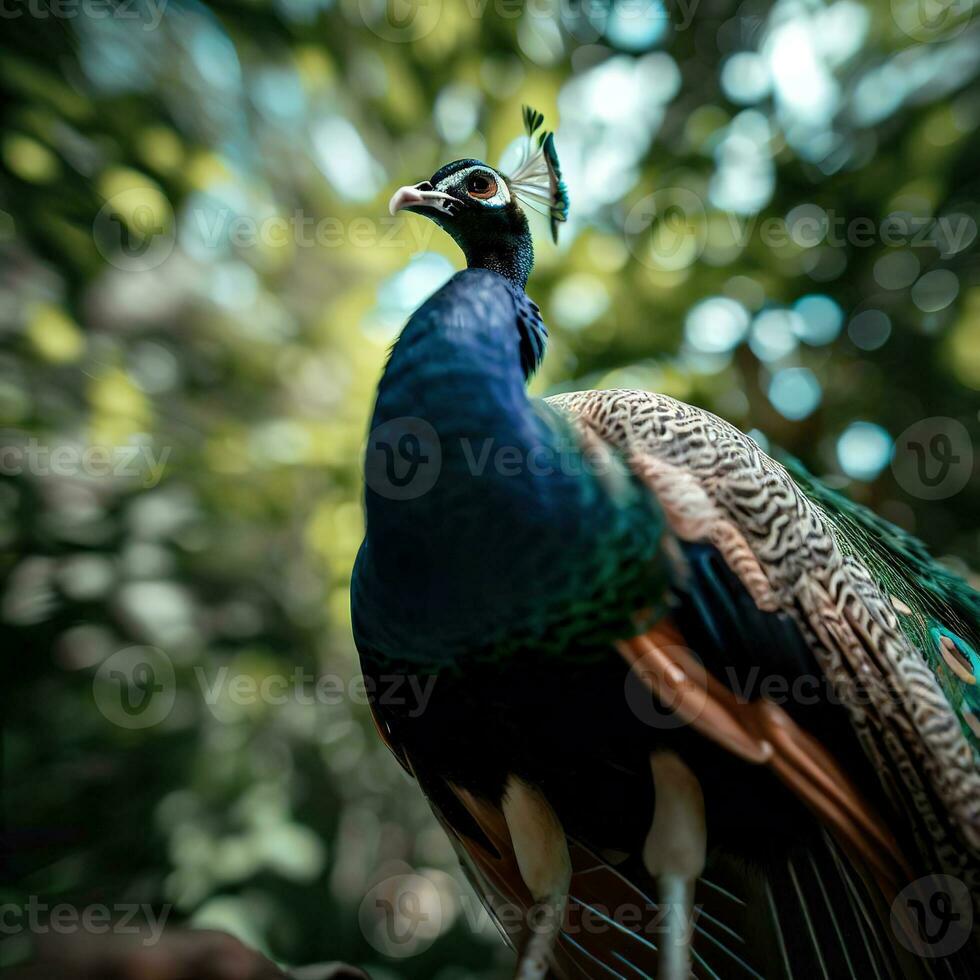 The peafowl's mesmerizing dance mesmerizes with a kaleidoscope of colors ,AI Generated photo