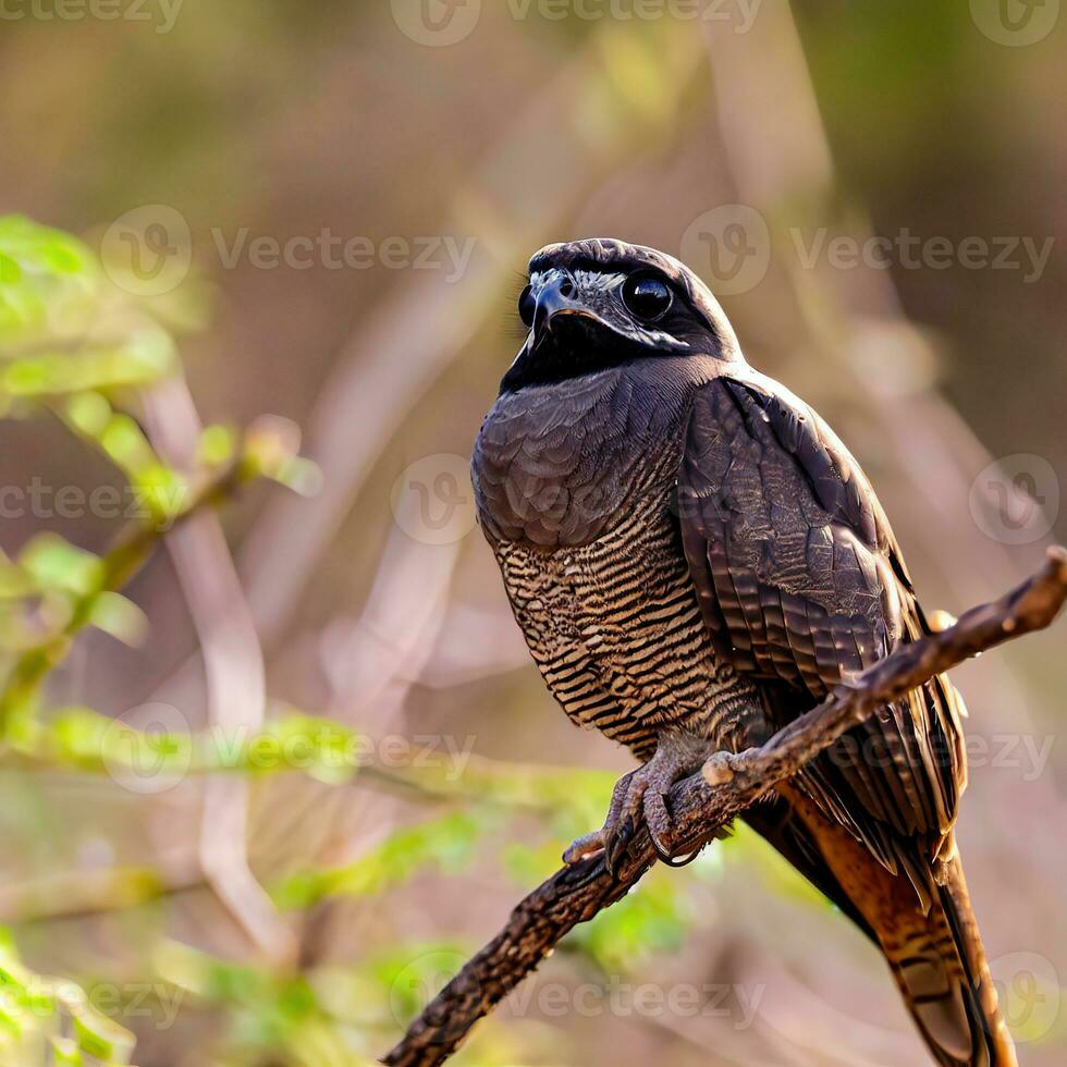 The Rufous Owl emerges from the shadows, a symbol of nighttime beauty ,AI Generated photo