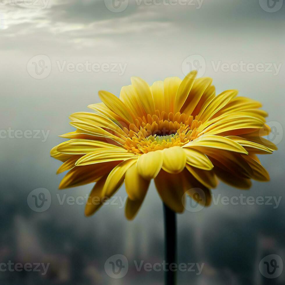 The cheerful and radiant yellow gerbera blooms with joy ,AI Generated photo