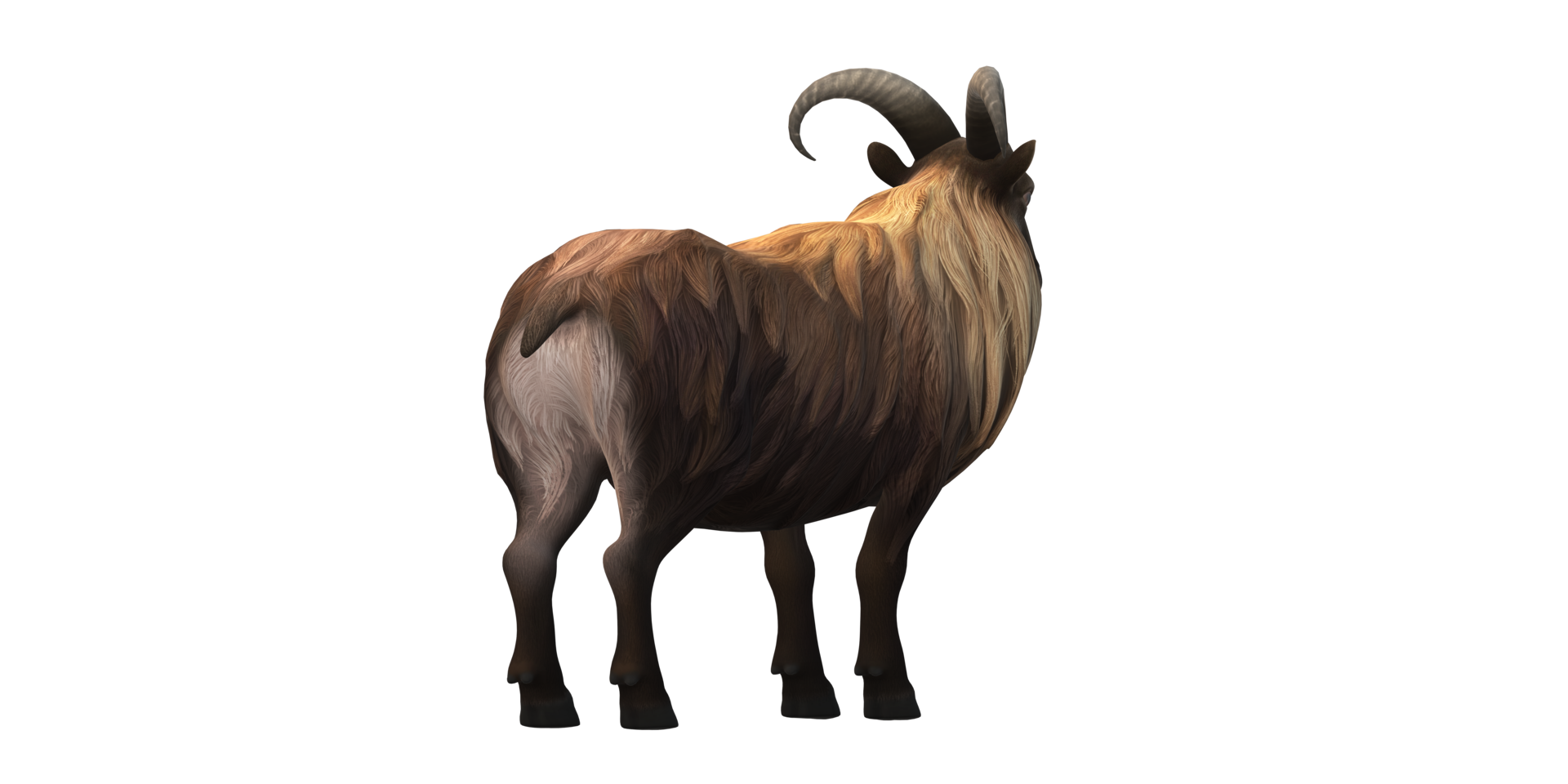 Himalayan Mountain Goat isolated on a Transparent Background png