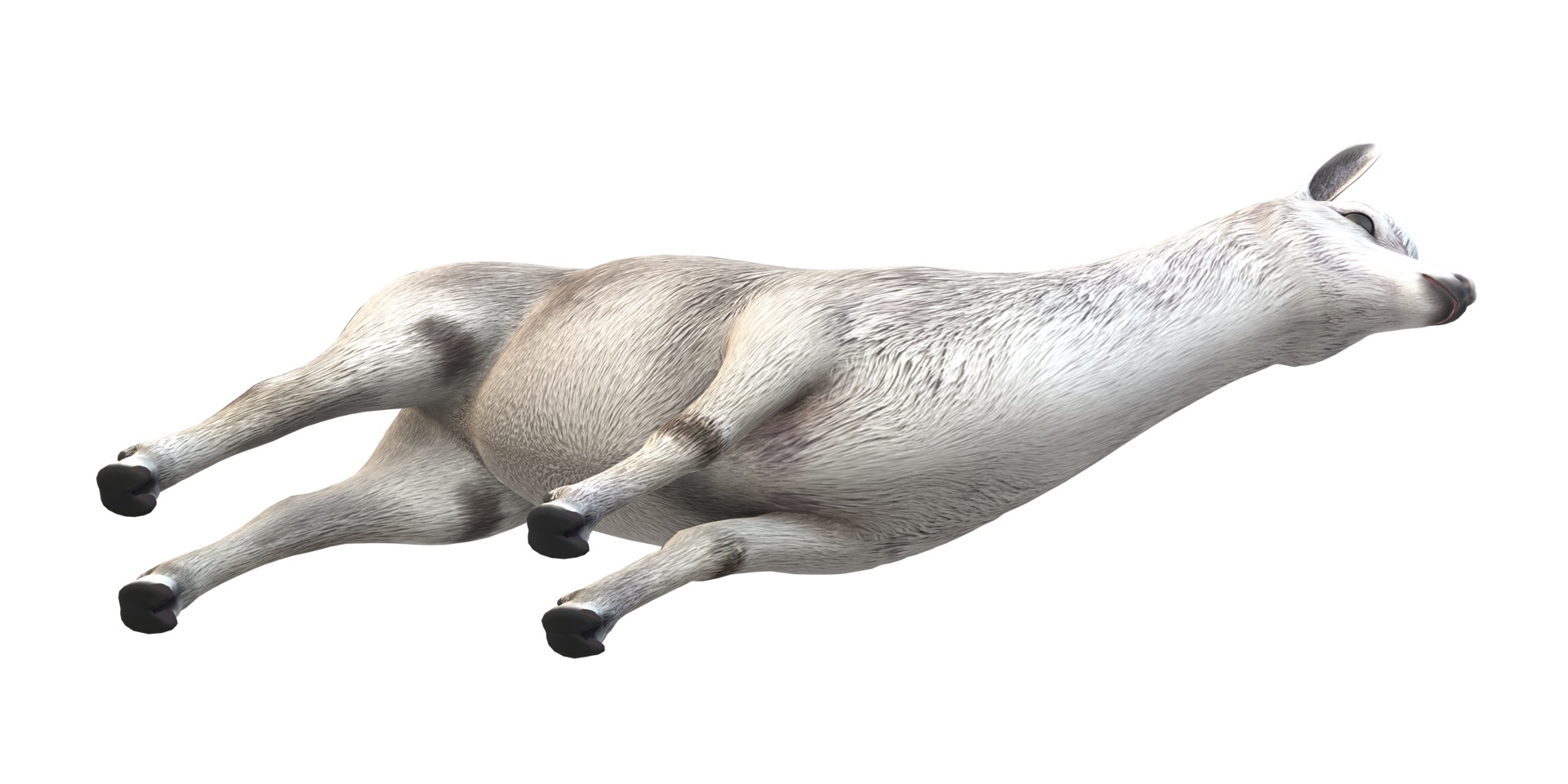 Alpaca isolated on a Transparent Background png