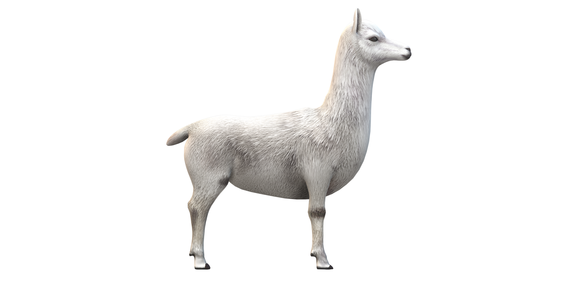 Alpaca isolated on a Transparent Background png