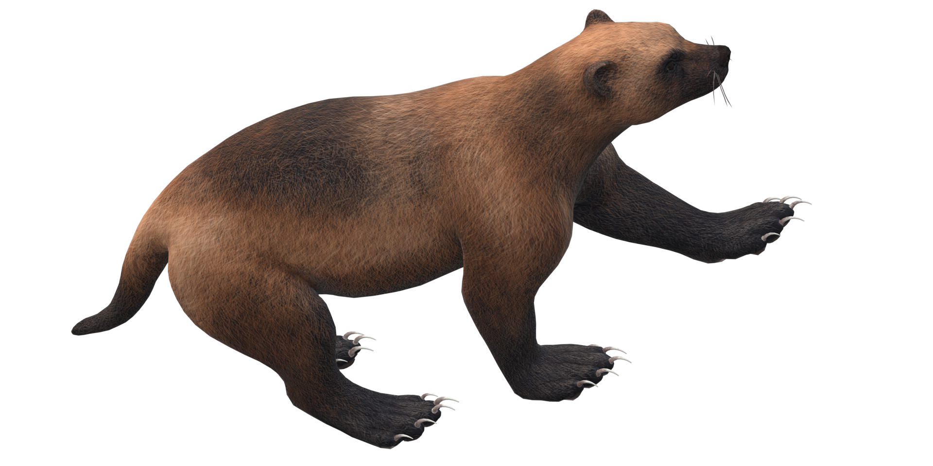 Wolverine isolated on a Transparent Background png