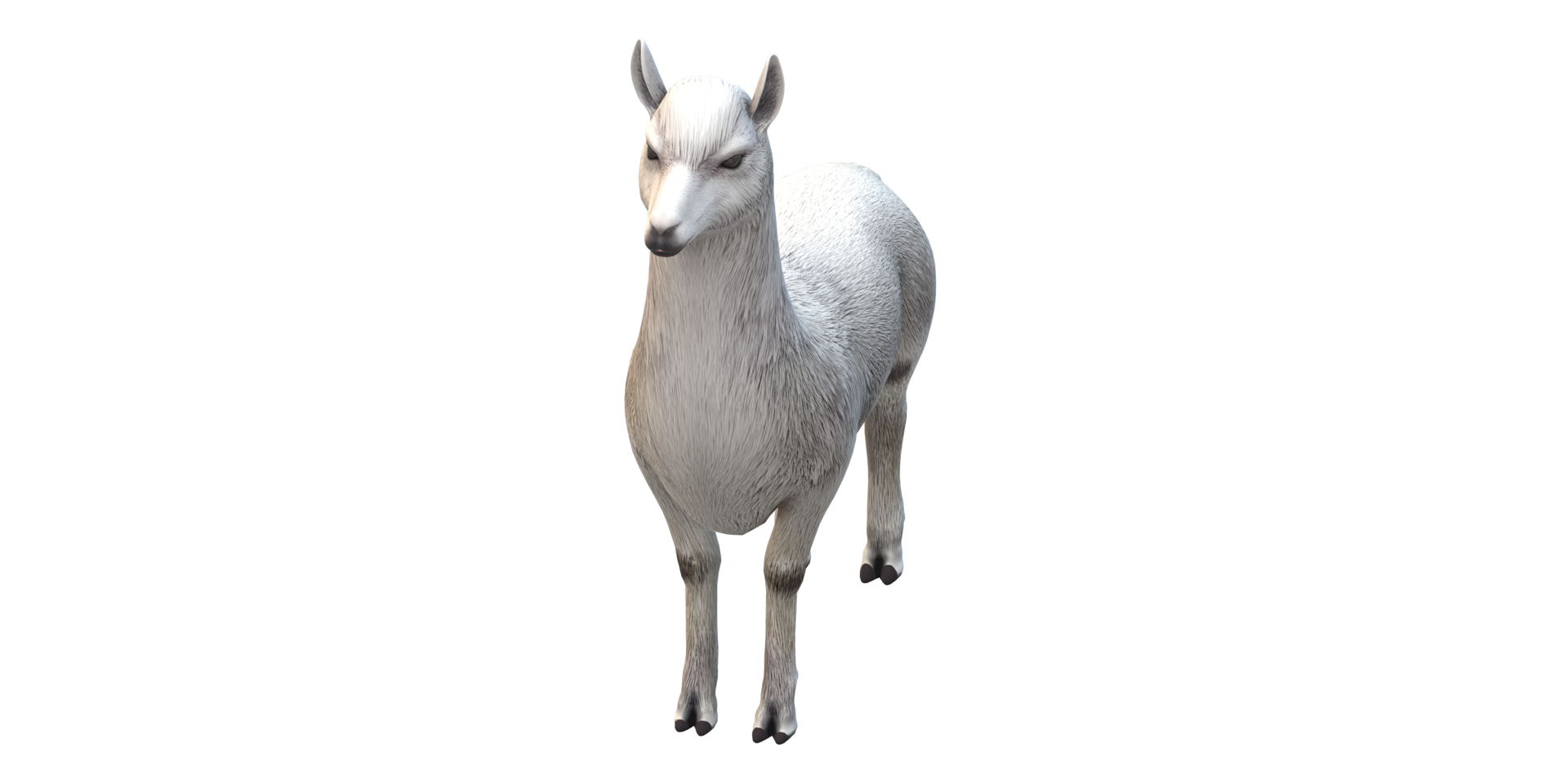 alpaca isolado em uma transparente fundo png